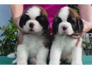 filhotes de São Bernardo