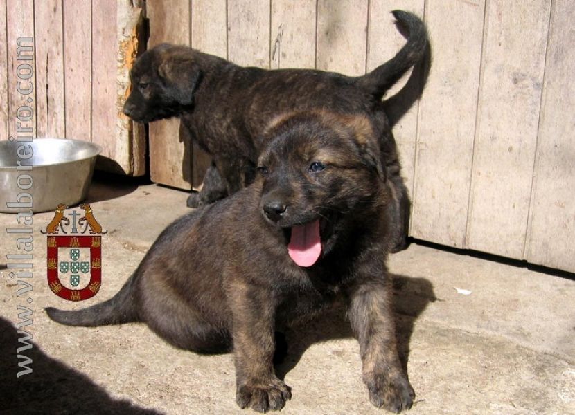 CachorrosCastro Laboreiro Linhas Tradicionais de Trabalho e Companhia