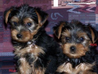 Dois filhotes de cachorro cute Yorkie worm que o seu coração