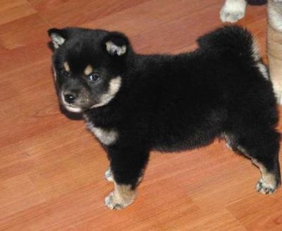 Filhotes de cachorro de Shiba Inu