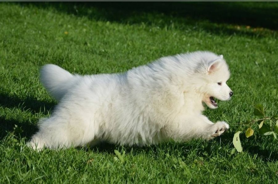 Lindos filhotes Samoiedos disponíveis