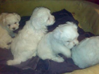 Bichon Maltes branco neve