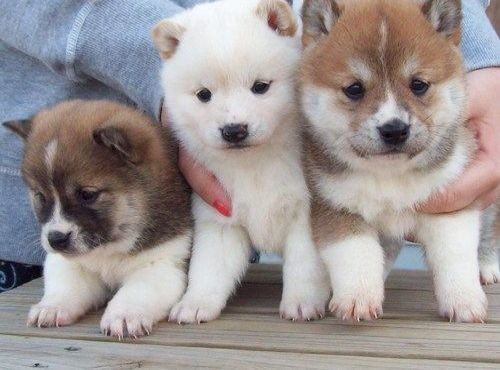 Filhotes Shiba Inu encantadores