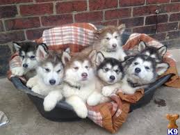 Malamutes do Alasca para adopção a qualquer pessoa amorosa