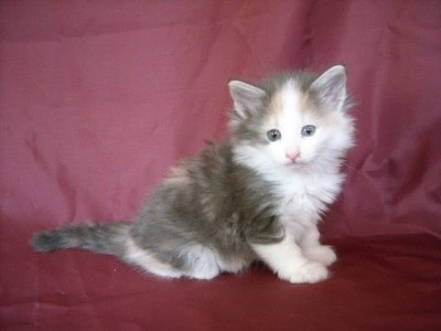 gatinhos norueguês Floresta