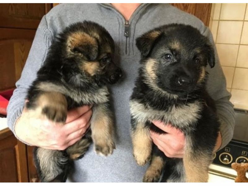 Adoráveis ​​filhotes de pastor alemão àprocura de um lar amoroso.