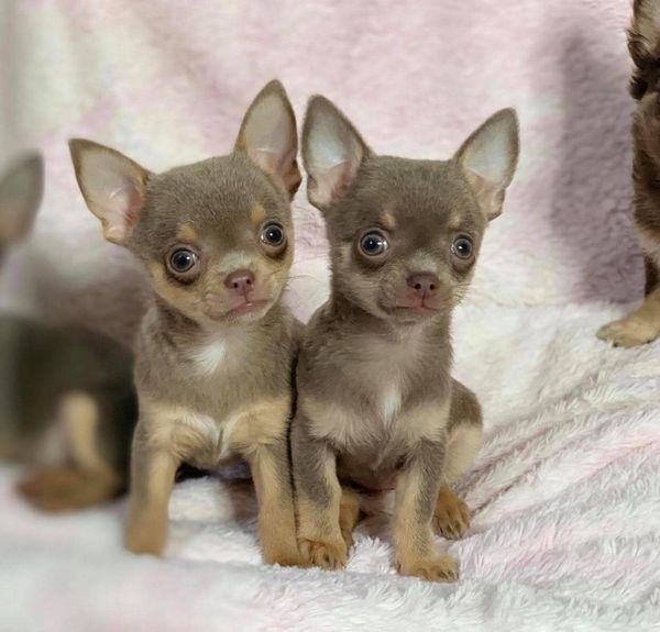 Filhotes Chihuahua Filhotes de Raça Pura