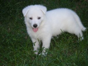 pura raça branca filhotes pastor alemão agora está pronto para novas casas