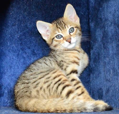 Savannah, Serval, Caracal, savanas e gatinhos Ocelot para venda.