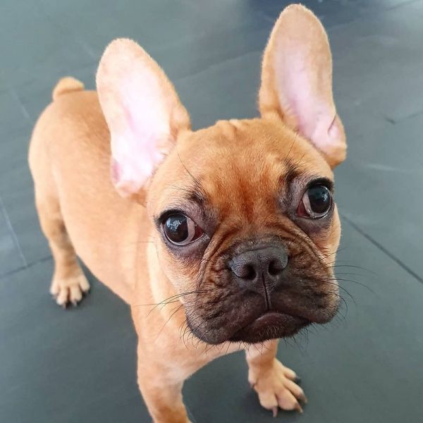 Filhotes Bulldog Francês Masculino feminino