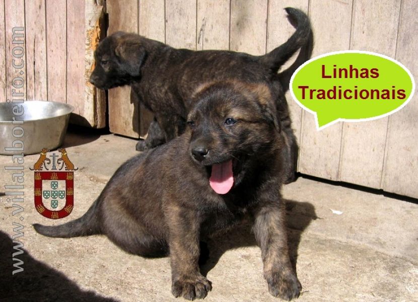 Cachorros Castro Laboreiro de Eleição - Rusticidade Carácter e Nobreza