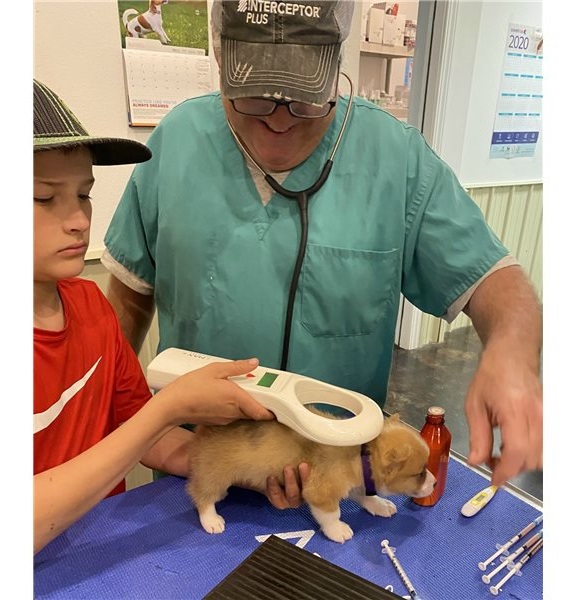 Filhotes de Pembroke Welsh Corgi