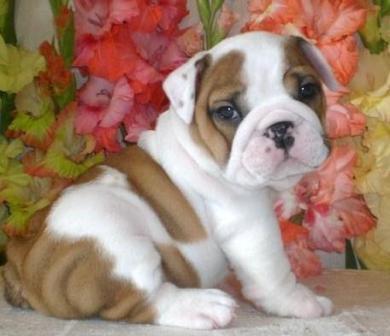Bulldog Inglês cachorros para adopção.