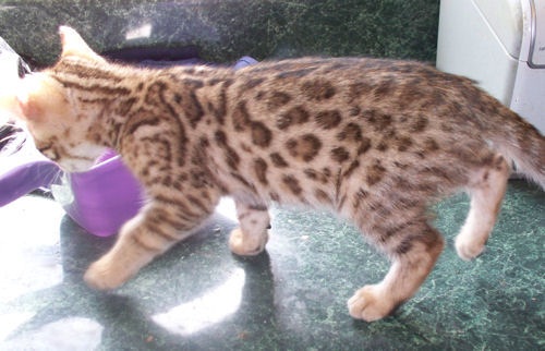 Gatinhos de Bengala macho e fêmea