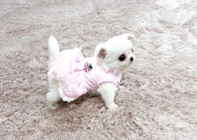 Adorable chihuahua cachorros