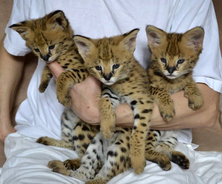 Exóticos serval, caracal, jaguatirica e savana (F1, F2 e F5) gatinhos disponíveis para venda