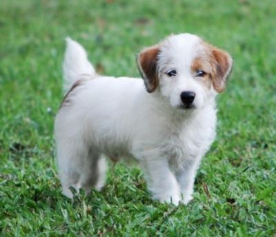 Jack Russell terrier filhote de cachorro