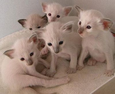 Gatinhos de Bali masculino e feminino Eles são bem treinados, em todos os seus tiros, acaba de receb