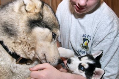 pedigree olhos azuis Husky Siberiano