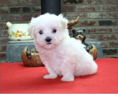 Menina adorável! Beagle filhote de cachorro