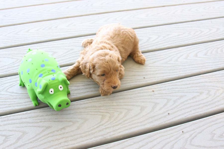 Filhotes de Golden Doodle  machos e fêmeas para 