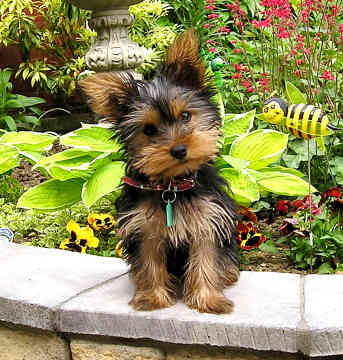 .. Yorkshire terrier filhotes para adoção adorável ..