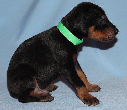 Os filhotes de cachorro Doberman para adoção