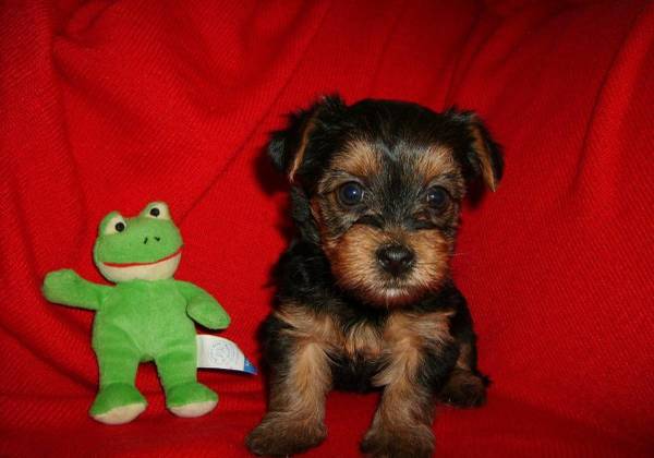 Livre Offertas Eu tenho três filhotes de Yorkshire lindas inteligentes disponíveis para adopção livr