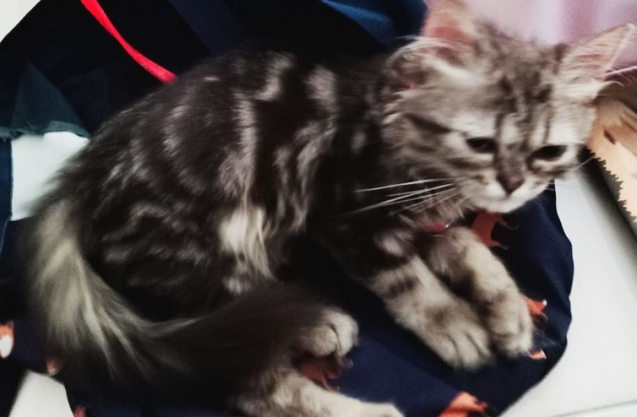 Bengal Persa Gatinho Semi-plano para adoção de venda