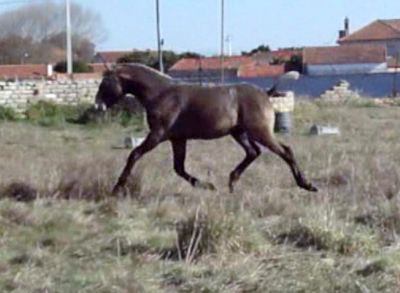 cavalo: futuro garanhão PSL (Lusitano, 1 ano, optimas linhagens e andamentos muito bons ) 