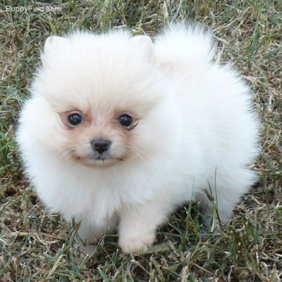Pomeranian cachorros disponíveis para adopção