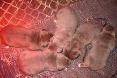 Casal do Libro - Cane Corso Italiano