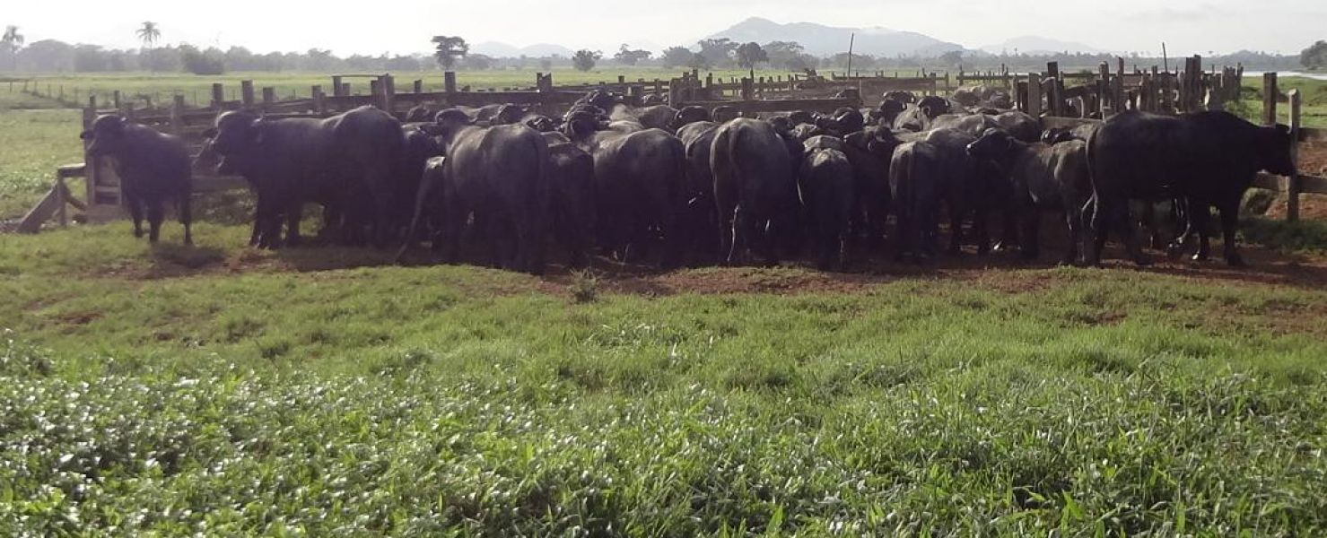 Fazenda pecuária e pupunha com casa de alto padrão, Vale do Ribeira, São Paulo.
