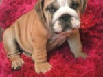 Muy Hermosos cachorros Bulldog Inglés para la venta!!