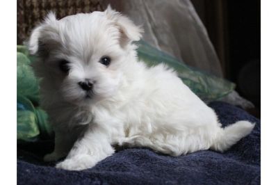 Adoráveis ​​filhotes de cachorro maltês