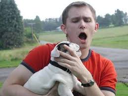 Filhotes de cachorro ingleses adoráveis do buldogue