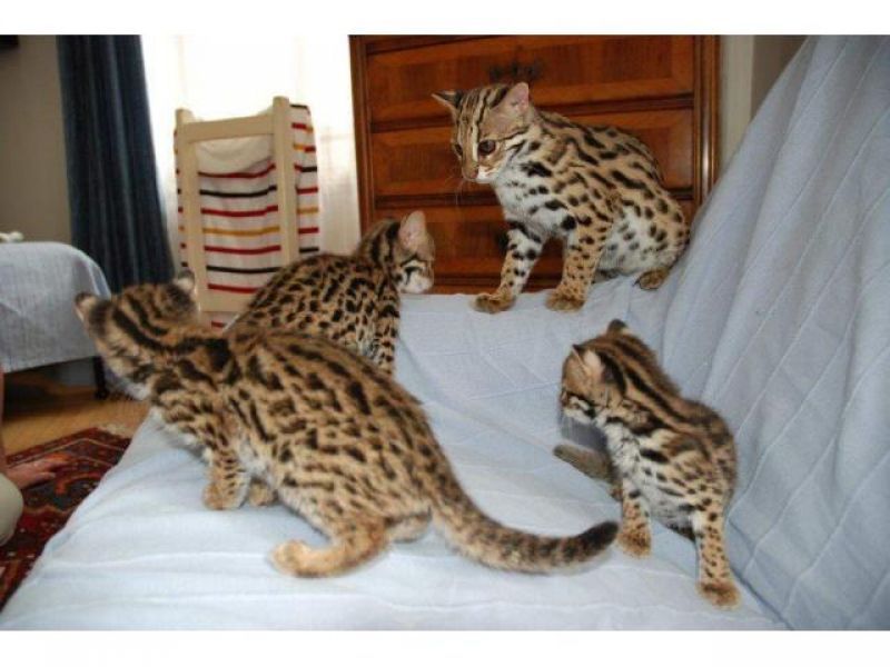 Bengal, savannah, Serval, Caracal e gatinhos muito exóticos para venda