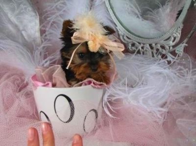 Lindas AKC registrados filhotes Yorkies prontos para adoção