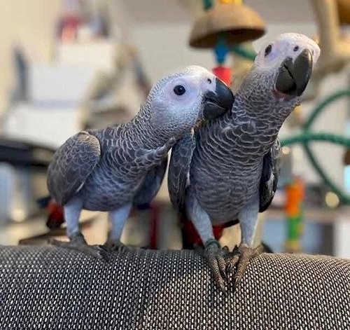 Macho y hembra Congo loros grises africanos. Los loros grises africanos 