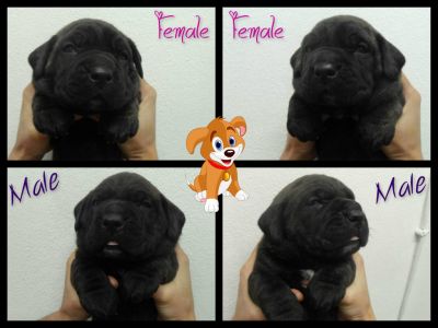Cane Corso M/F
