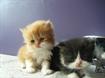 Gatinhos persa para adopção
