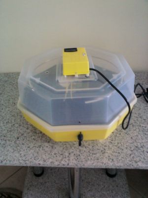 chocadeira semi automatica com mecanismo para virar ovos de galinha