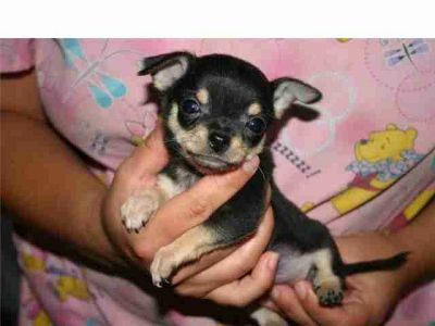 Bela filhotes Chihuahua para meninas Mini, cabelo curto, 10 semanas de idade