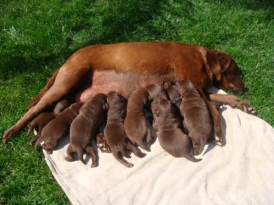 labradores entrega imediata -- exelentes 
