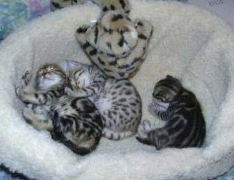 Gatinhos bengal para a melhor casa