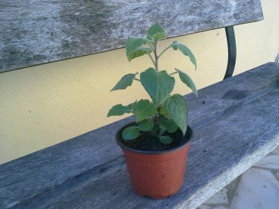 Plantas Physalis