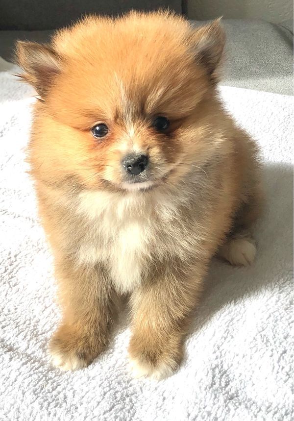 Filhote de cachorro Pomerânia