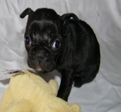 casa levantar francês bulldog cachorros para adoção livre de contato para mais informações