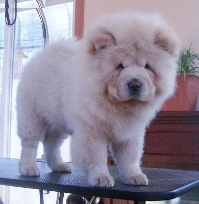 Filhotes chow chow para adopção