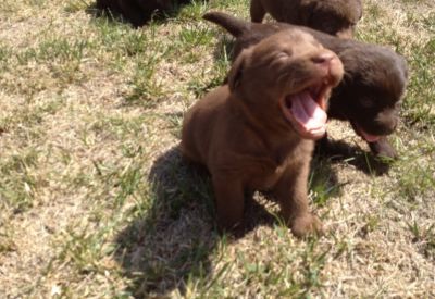 labradores ja com 2 vacinas -- exelentes -- 924255433